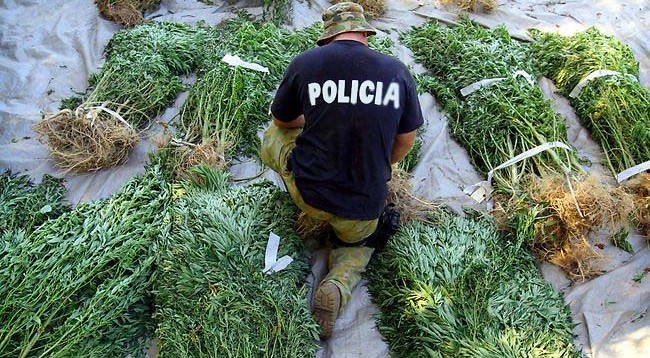Përgjimet e prokurorisë, polici flet me telefonin e rojes së kanabisit Përgjimet e prokurorisë, polici flet me telefonin e rojes së kanabisit