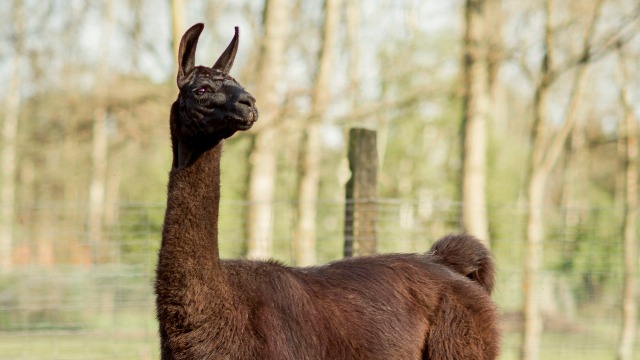 Lama që mund ta shpëtojë botën nga pandemia Lama që mund ta shpëtojë botën nga pandemia